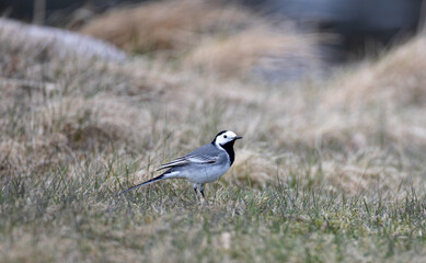 White wagtail on the grass