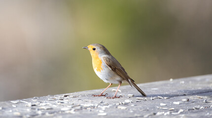 Robin on the porch
