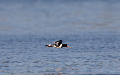 Eurasian oystercatcher flying over the Baltic Sea