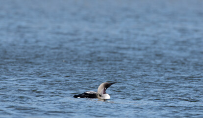 Black-throated loon in the water