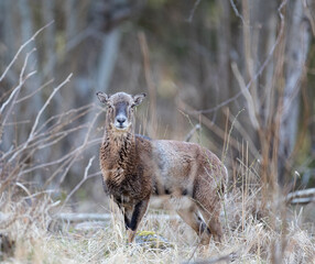 Mouflon in Riddersholm
