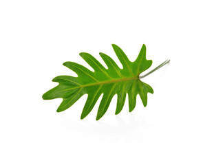 green leaf isolated on white background