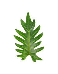 Fototapeta premium green leaf isolated on white background