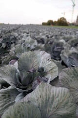 Fototapeta na wymiar cabbage growing in a field