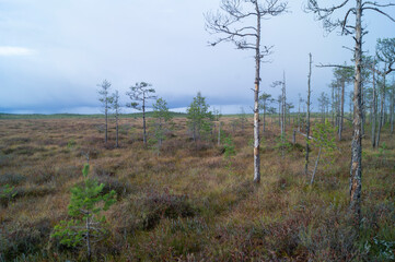 Obraz premium northern forest swamp moss pine tree