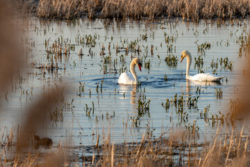 Vogelbeobachtungsstand Frose Schwa Schwäne