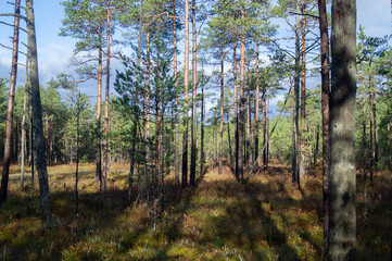 northern forest swamp moss pine trees