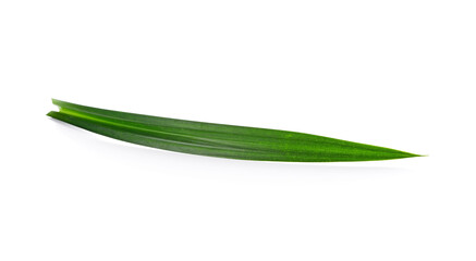 Fototapeta premium fresh pandan leaves isolated on white background