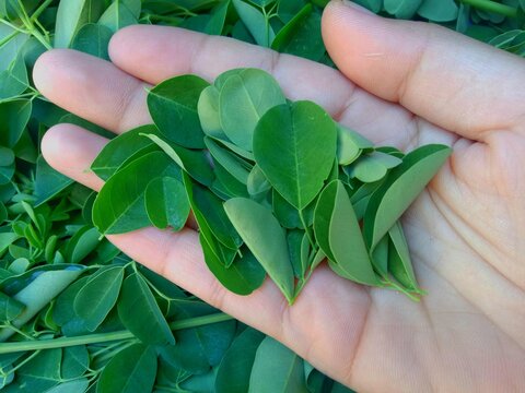 Hands Holding Moringa Leaves