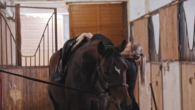 A horsewoman fixes the saddle on brown horse on leash