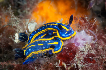 Mediterranean nudibranchs (Felimare midatlantica) eating sponges