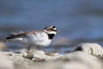 Little ringed plover in the Italian rivers 