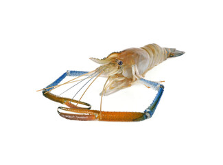 Fresh shrimp,prawn isolated on white background