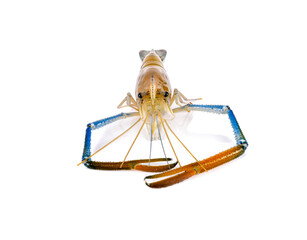 Obraz premium Fresh shrimp,prawn isolated on white background