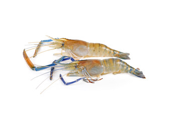 Fresh shrimp,prawn isolated on white background