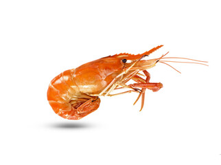 shrimps isolated on a white background.