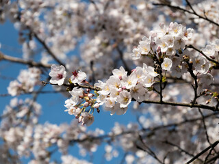 桜と青空