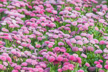 Bellis flowers on the flowerbed in the park. © serjiob74