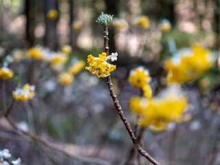 黄色いミツマタの花