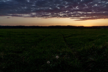 cotton grass in evening meadow in hokkaido japan