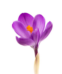 Crocus flower isolated on white background. Close up of saffron flower.