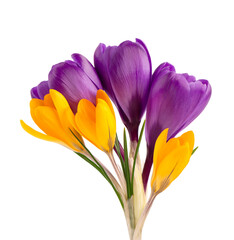 Crocus flowers bouquet, isolated on white background. Beautiful spring flowers.