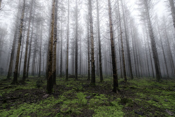 Vertical of the tall trees in the misty and creepy forest