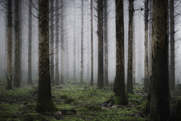 Vertical of the tall trees in the misty and creepy forest