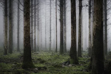 Senkrecht der hohen Bäume im nebligen und gruseligen Wald © Jean-luc Pillard/Wirestock
