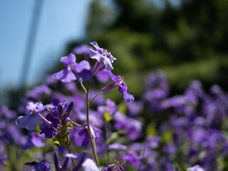 紫色の花と木々