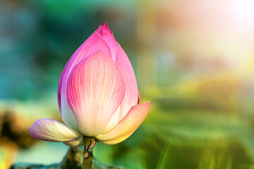pink lotus flower on the water in the park at sunlight