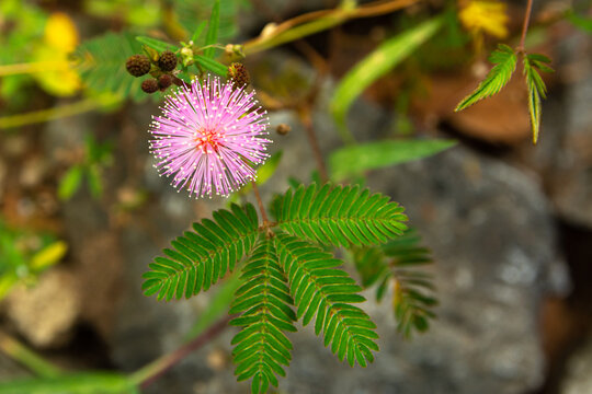 Close up of Sensitive plant or mimosa pudica plant in the grass