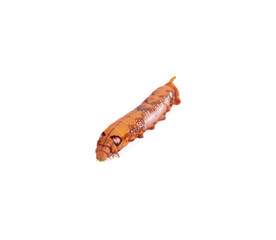 Moth caterpillar on isolate background