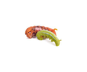 Moth caterpillar on isolate background