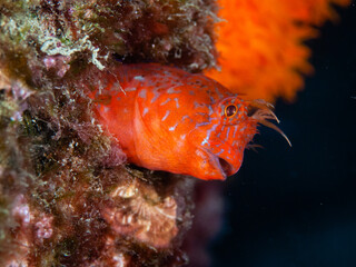 Close-up of Red blenny (Parablennius zvonimiri) Adults inhabit dimly lit biotopes like overhanging...