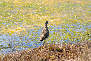 Close-up rear view wood sandpiper with graceful legs  on the edge of a swamp. Tringa glareola is small wader. Bright spring and sunny colors - blue, light green, yellow.