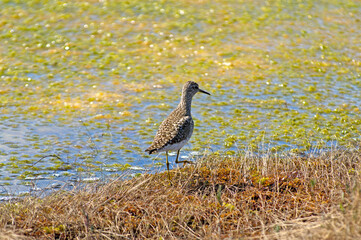 Close-up rear view wood sandpiper on the edge of a swamp. Tringa glareola is small wader. Bright spring and sunny colors - blue, light green, yellow.