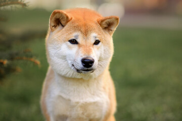 Shiba inu dog puppy portrait near the Christmas tree. spring sunset