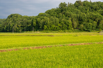 初夏の緑の水田
