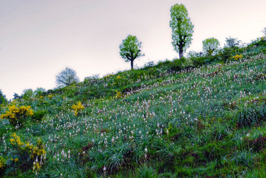 champs fleuri, Cévennes