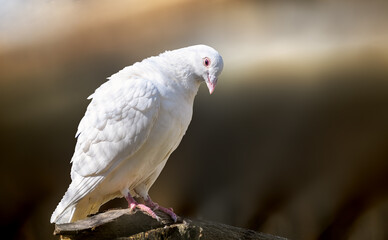 white dove on a branch