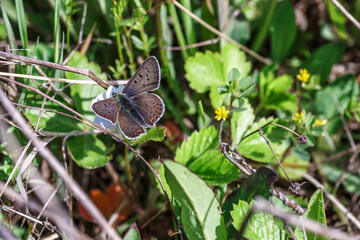 One Adonis blue butterfly on a wild meadow flower ready to fly close up macro.The butterfly sits on the cannabis leaves. Beautiful summer meadow wallpaper.