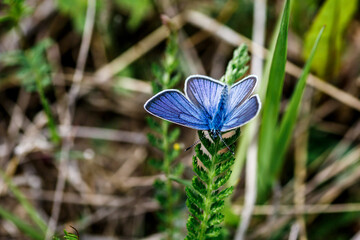 One Adonis blue butterfly on a wild meadow flower ready to fly close up macro.The butterfly sits on the cannabis leaves. Beautiful summer meadow wallpaper.