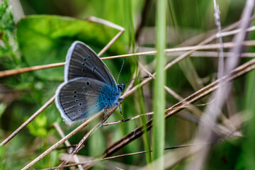 One Adonis blue butterfly on a wild meadow flower ready to fly close up macro.The butterfly sits on the cannabis leaves. Beautiful summer meadow wallpaper.