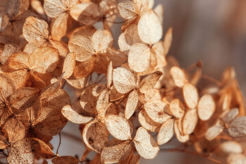 Dry hydrangea flowers on a bush, beautiful natural background