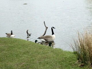 Geese