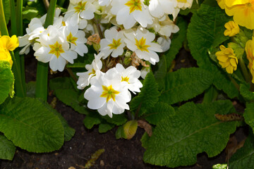 Obraz premium Pansies