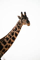 Portrait of a giraffe on white background 