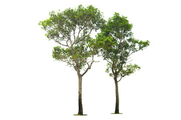 Isolated green tree on white background, Trees isolated on white background, tropical trees isolated used for design, advertising and architecture.