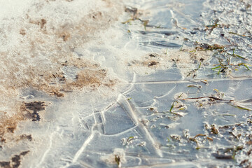 Green puddles on a spring morning in the village